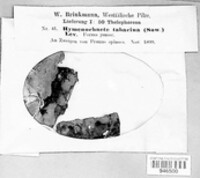 Hydnoporia tabacina image